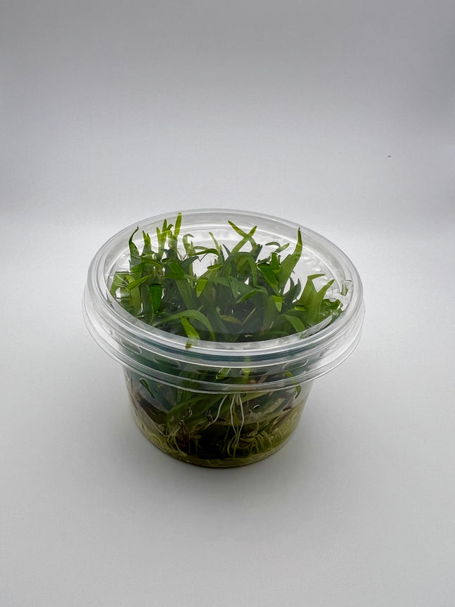 Echinodorus tenellus / Helanthium tenellum – In Vitro