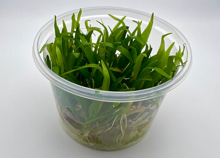 Echinodorus tenellus / Helanthium tenellum – In Vitro