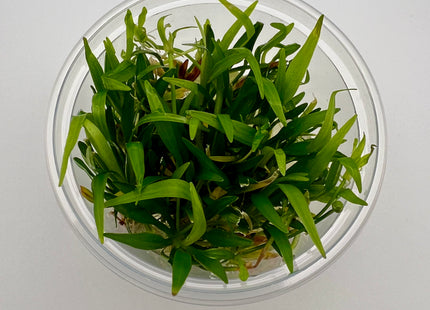 Echinodorus tenellus / Helanthium tenellum – In Vitro