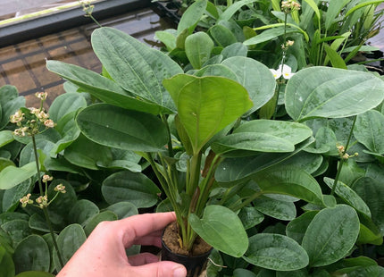 Echinodorus harbich - Topf