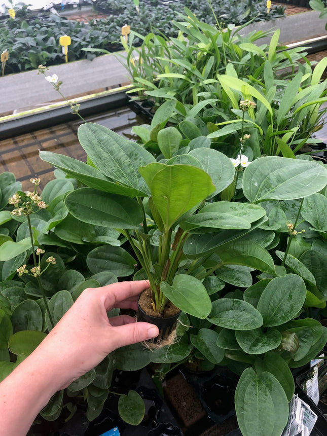 Echinodorus harbich - Topf