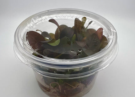 Echinodorus x "Reni" – In Vitro