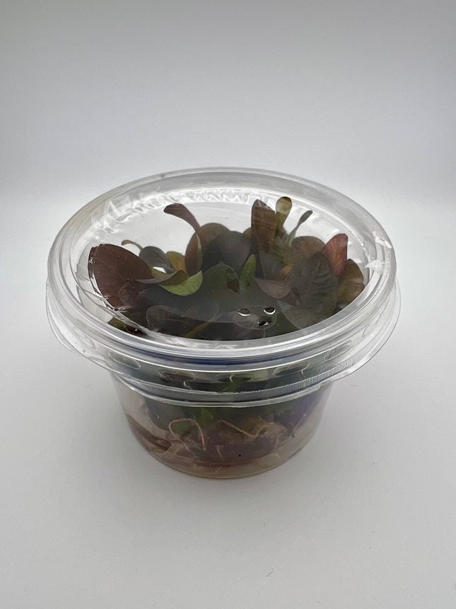 Echinodorus x "Reni" – In Vitro