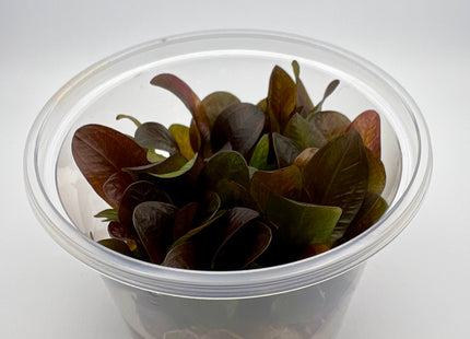 Echinodorus x "Reni" – In Vitro