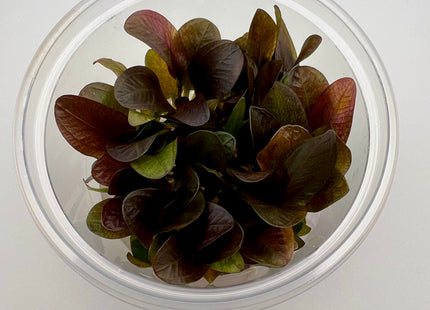 Echinodorus x "Reni" – In Vitro