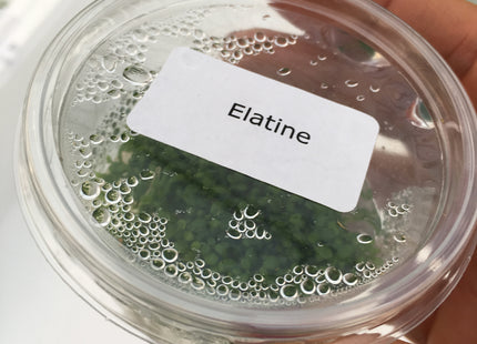 Elatine hydropiper – In Vitro