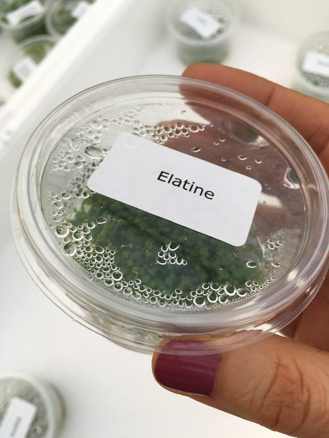 Elatine hydropiper – In Vitro