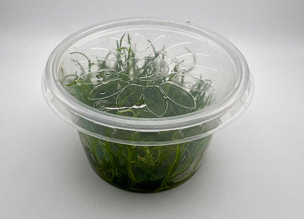 Eleocharis parvulus – In Vitro