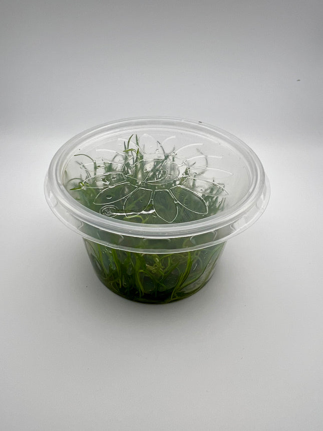 Eleocharis parvulus – In Vitro
