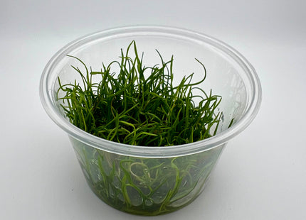 Eleocharis parvulus – In Vitro
