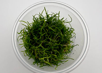 Eleocharis parvulus – In Vitro