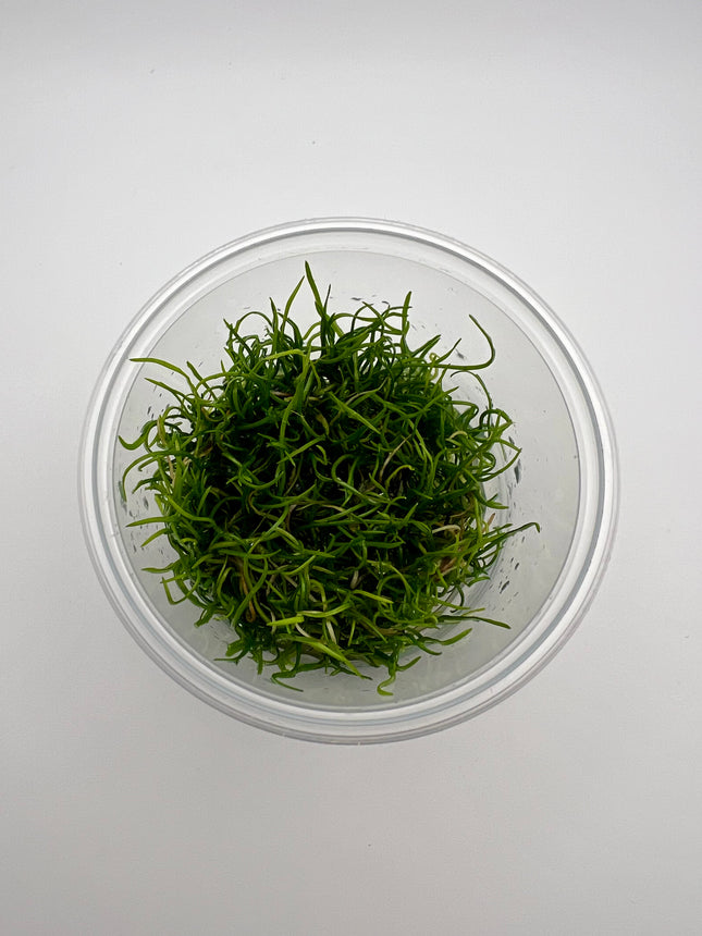 Eleocharis parvulus – In Vitro