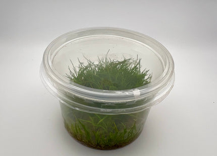 Eleocharis minima – In Vitro