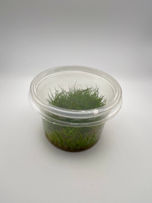 Eleocharis minima – In Vitro