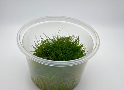 Eleocharis minima – In Vitro