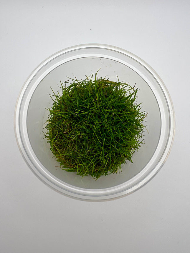 Eleocharis minima – In Vitro