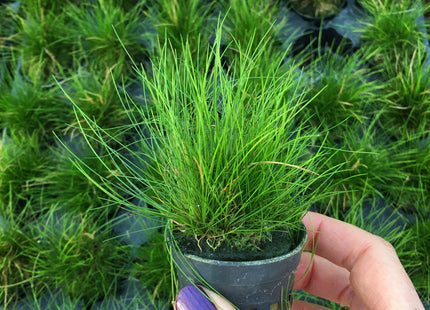 Eleocharis parvulus – Topf