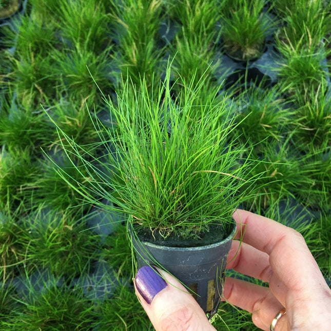 Eleocharis parvulus – Topf