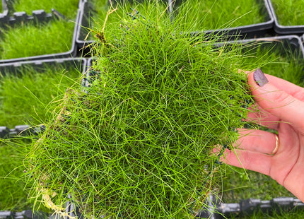 Eleocharis parvulus – Topf