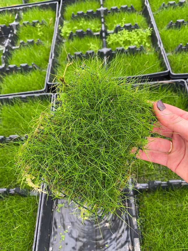 Eleocharis parvulus – Topf