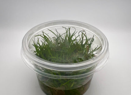 Eriocaulon spec "Vietnam" – In Vitro