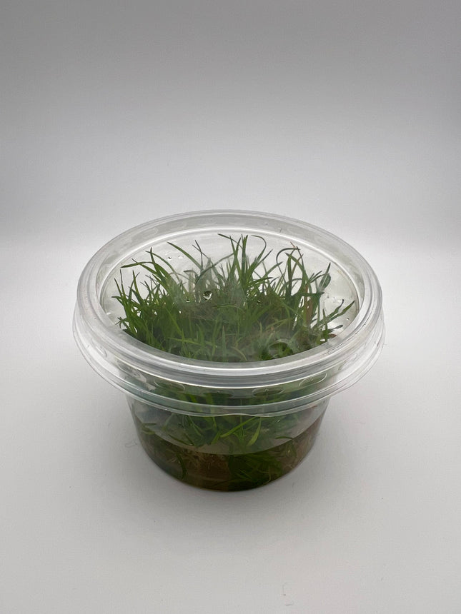 Eriocaulon spec "Vietnam" – In Vitro