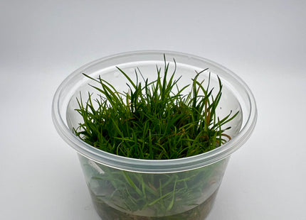 Eriocaulon spec "Vietnam" – In Vitro