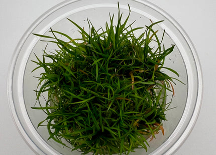 Eriocaulon spec "Vietnam" – In Vitro