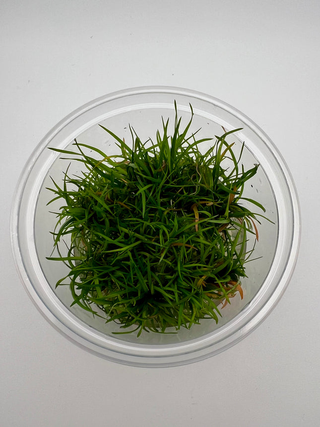 Eriocaulon spec "Vietnam" – In Vitro