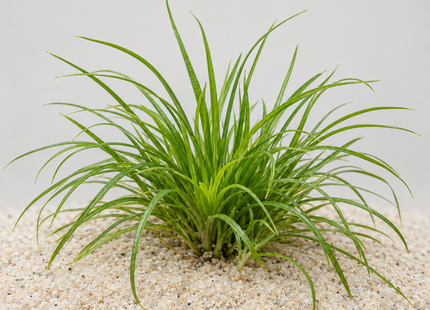 Eriocaulon sp. „Vietnam“ - Topf