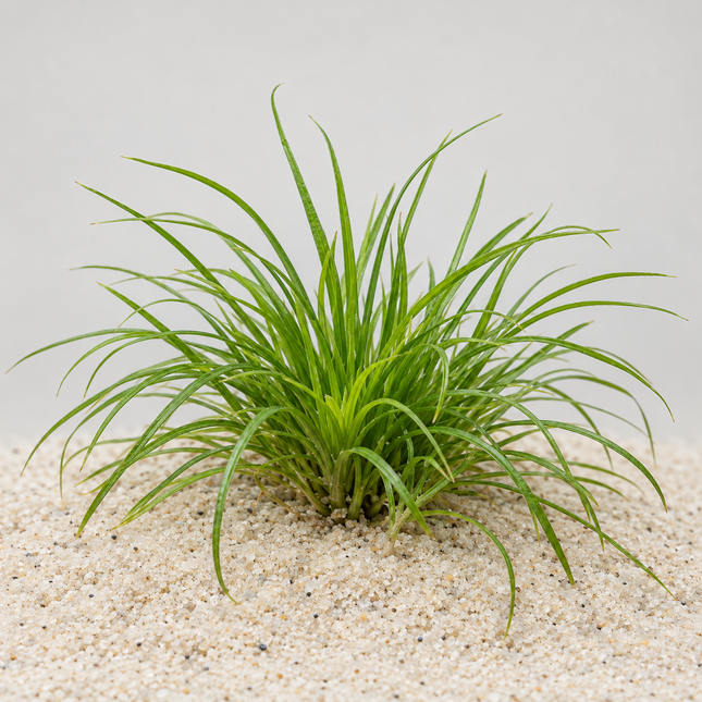 Eriocaulon sp. „Vietnam“ - Topf