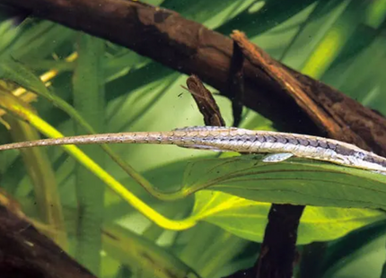 Nadelwels aus Paraguay – Farlowella cf. hahni, PARAGUAY