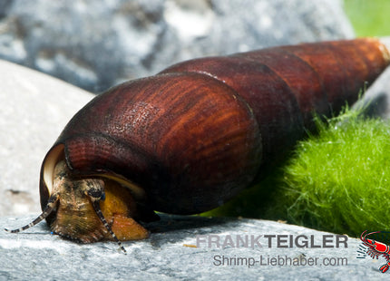 Teufelsdornschnecke "Rot" – Faunus ater