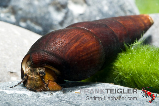 Cappuccinoschnecke