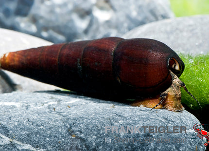 Cappuccinoschnecke - Faunus sp.