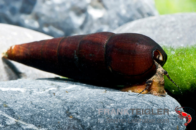 Cappuccinoschnecke - Faunus sp.