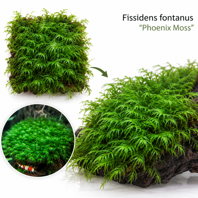 Fissidens fontanus "Phoenix Moss" - Portion