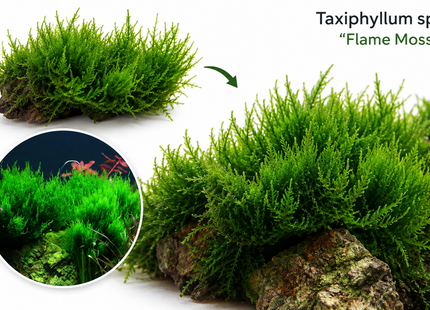 Taxiphyllum sp. "Flame Moss" - Portion