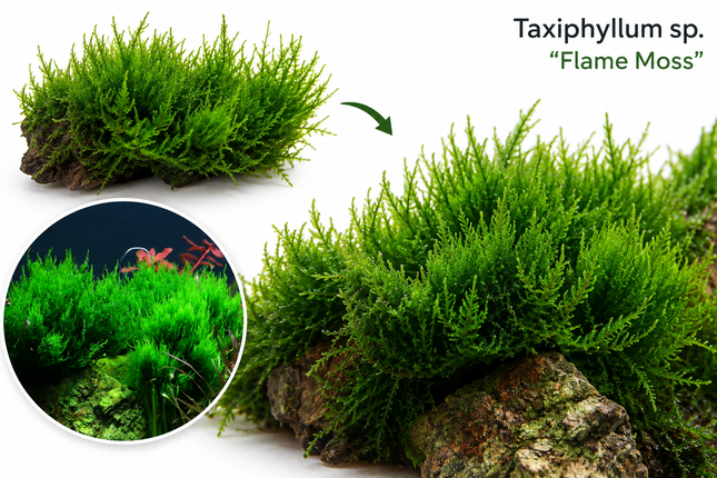 Taxiphyllum sp. "Flame Moss" - Portion