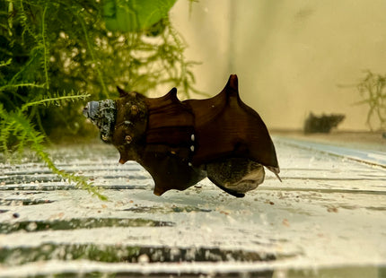 Burma Stachelschnecke