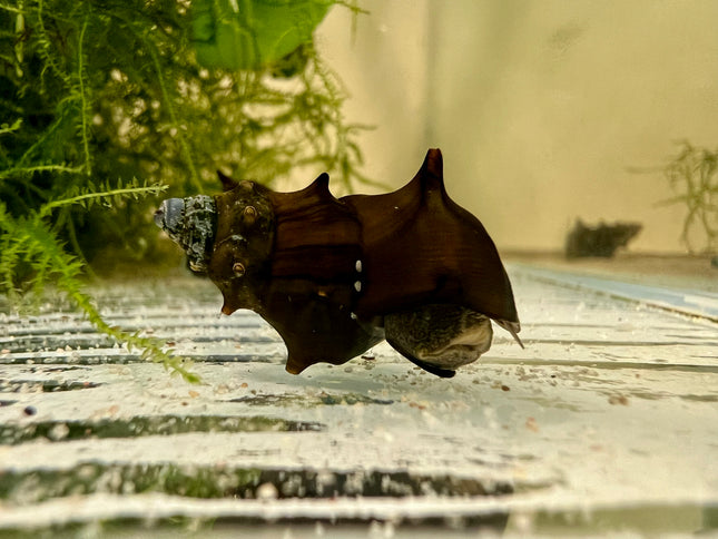 Burma Stachelschnecke