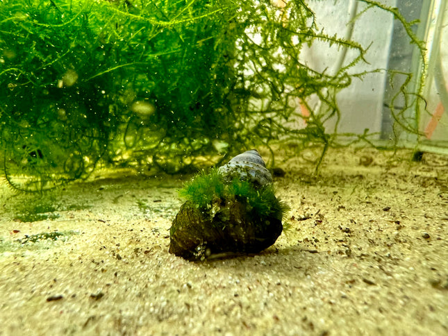 Piano Schnecke