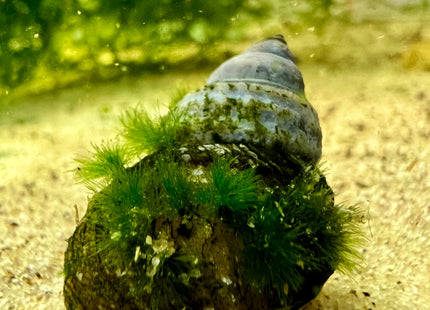 Piano Schnecke