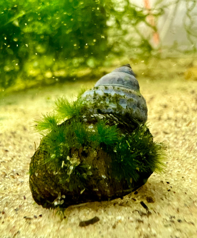 Piano Schnecke