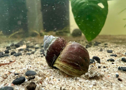 Blue Berry Schnecke