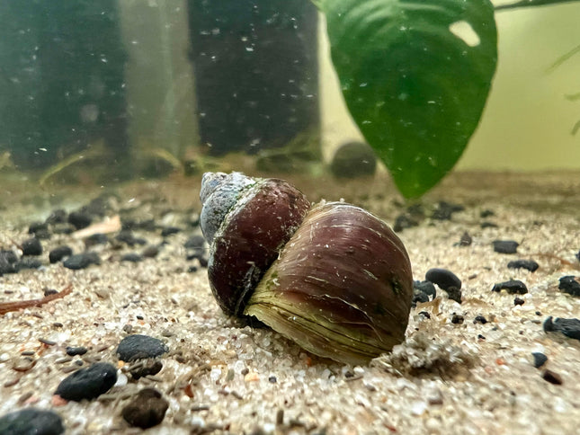 Blue Berry Schnecke