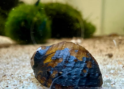 Horn snail