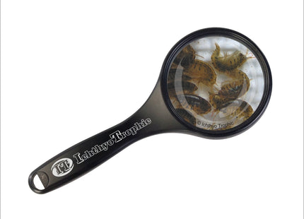 Marine Flohkrebse - Gammarus oceanicus Lebendfutter