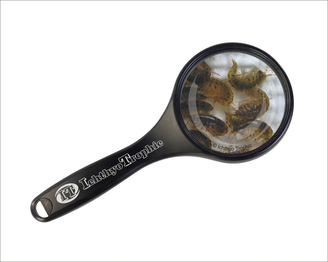 Marine Flohkrebse - Gammarus oceanicus Lebendfutter