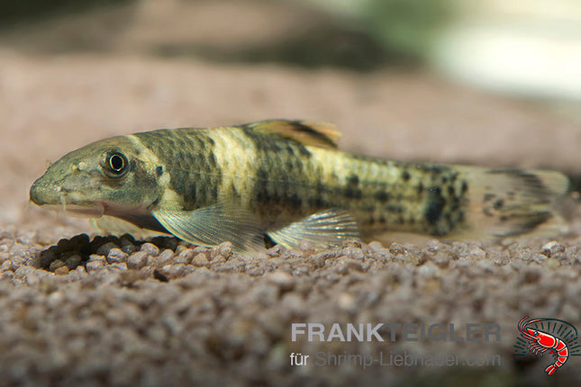 Prachtalgenfresser - Garra flavatra